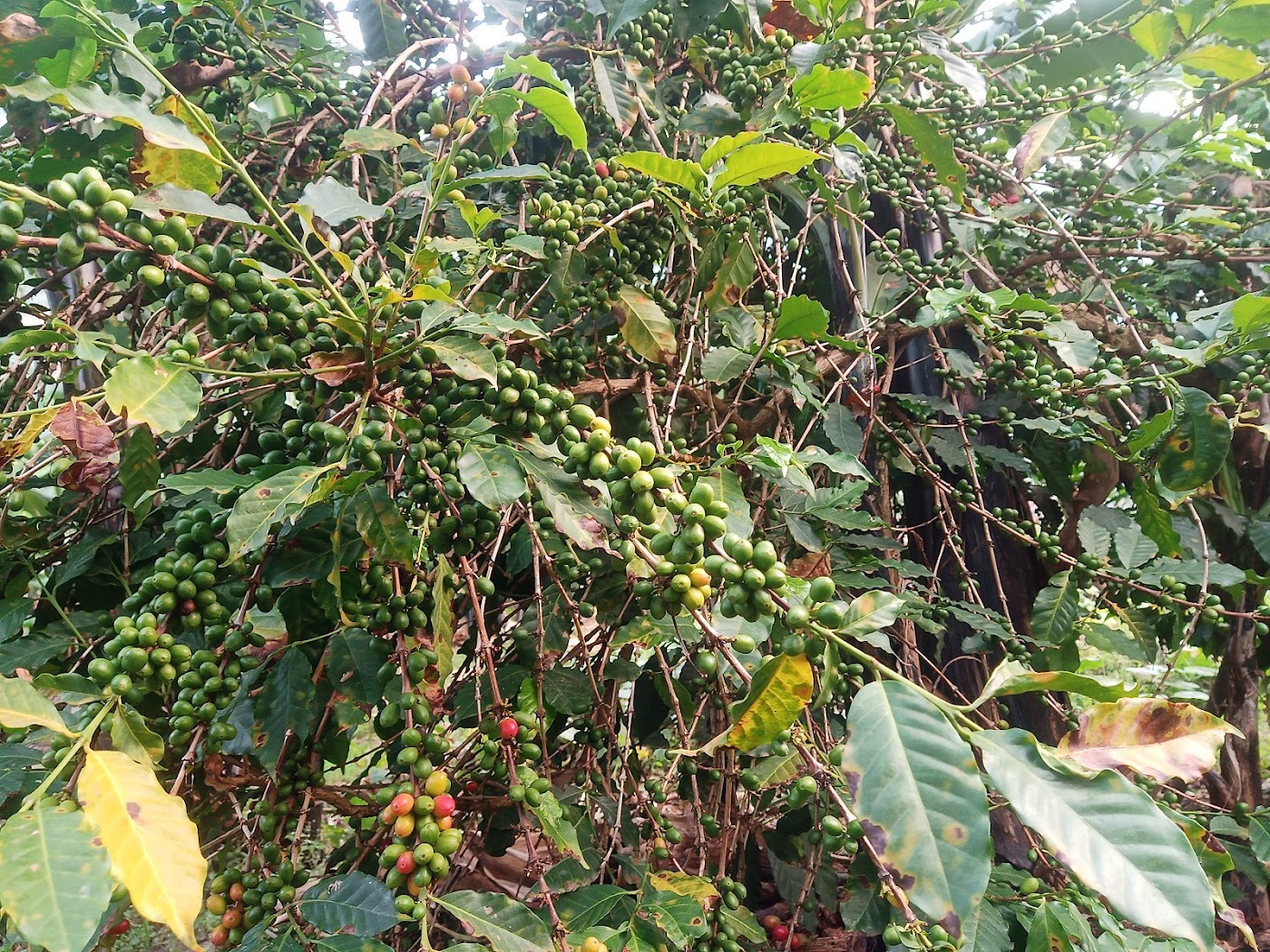 Arabica coffee branches heavy with clusters of green cherries on a Rwenzori foothill farm