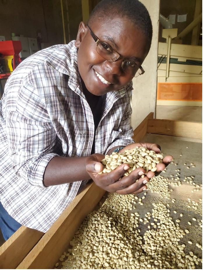 A Ugandan coffee producer holding freshly processed green coffee beans