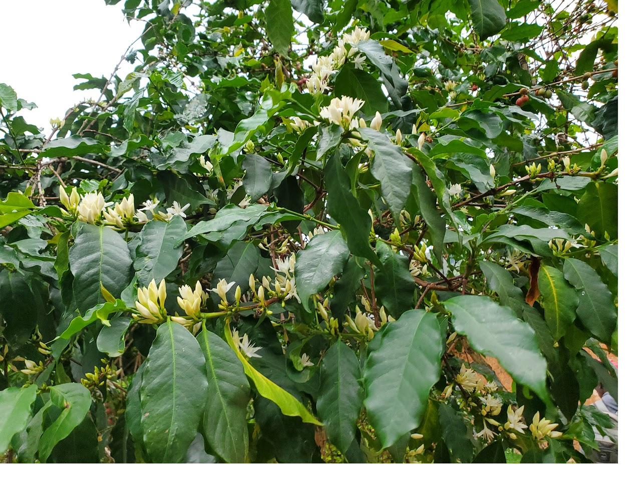 White coffee blossoms in flower on the branch