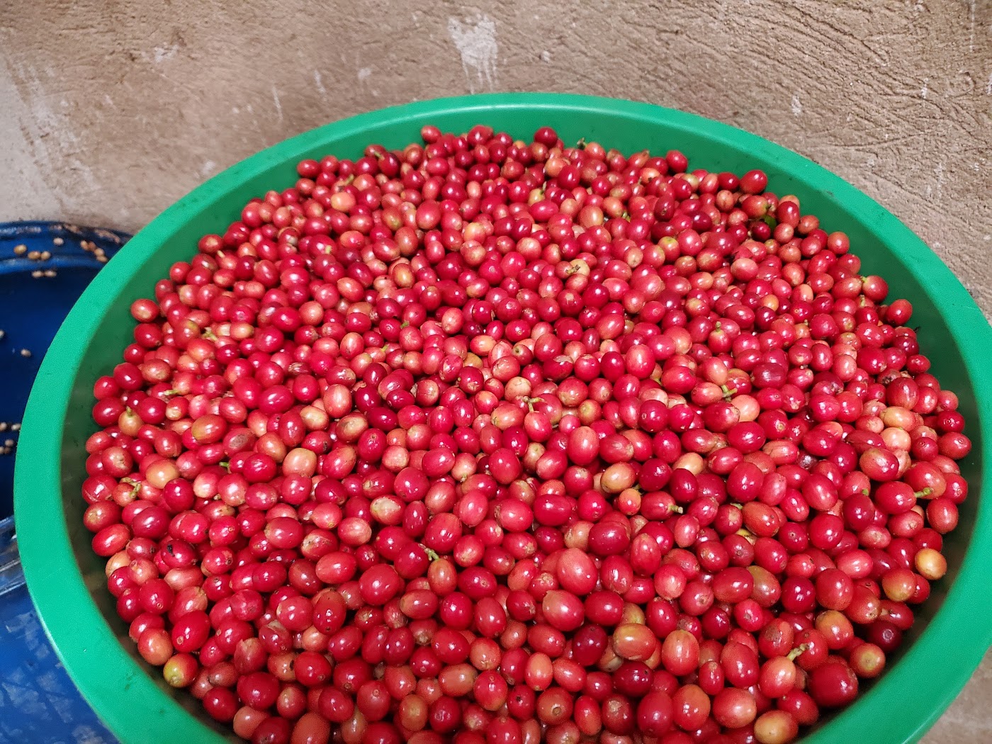Basin filled with freshly picked ripe red coffee cherries