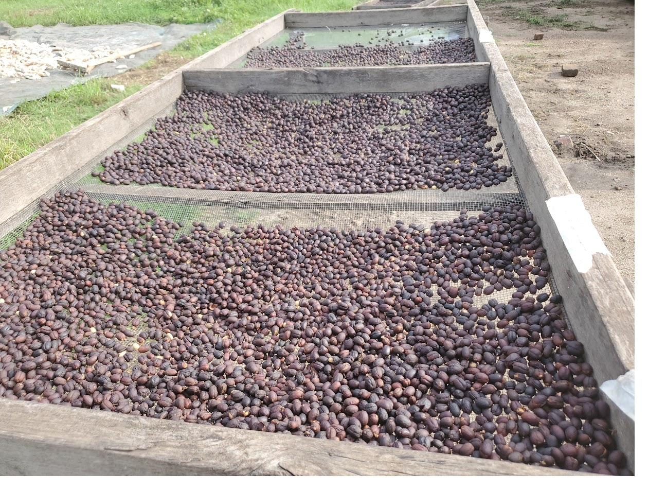 Coffee cherries drying naturally on raised beds at origin