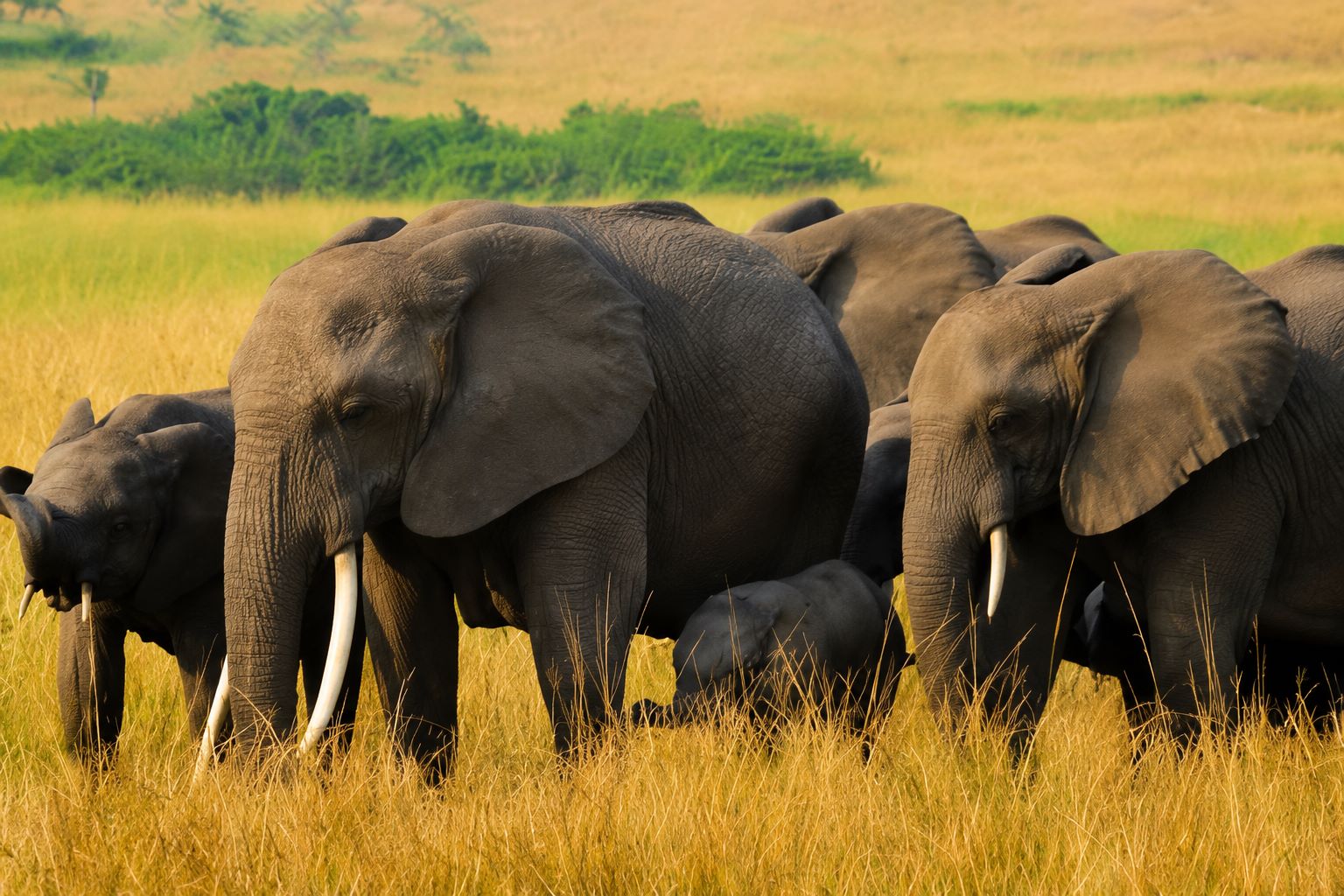 Herd of elephants with calves crossing golden savannah grassland