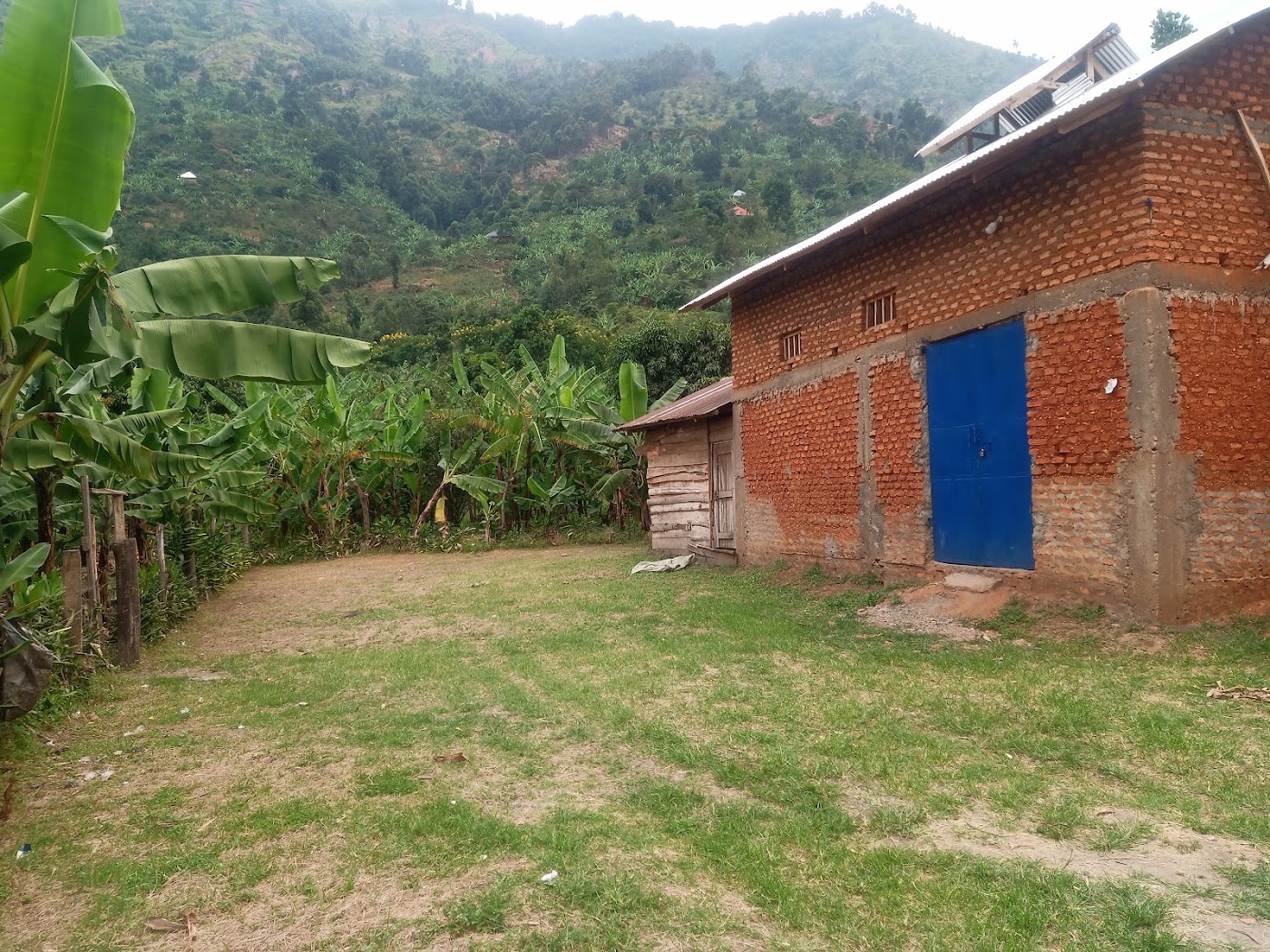 Farmhouse with a blue door beside banana groves beneath forested mountain slopes