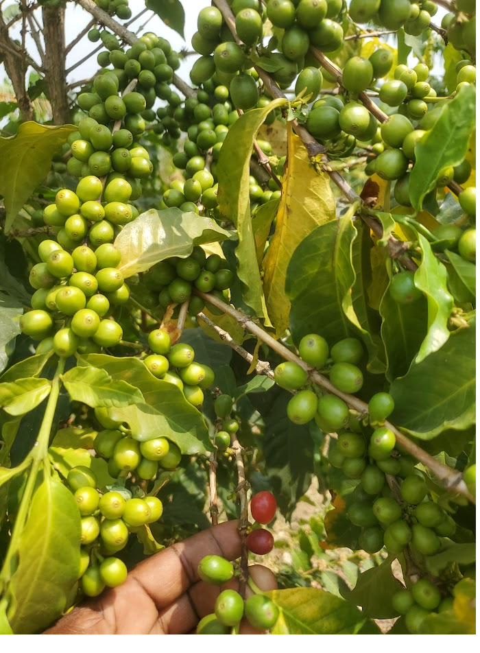 Ripening Arabica coffee cherries on Mount Elgon