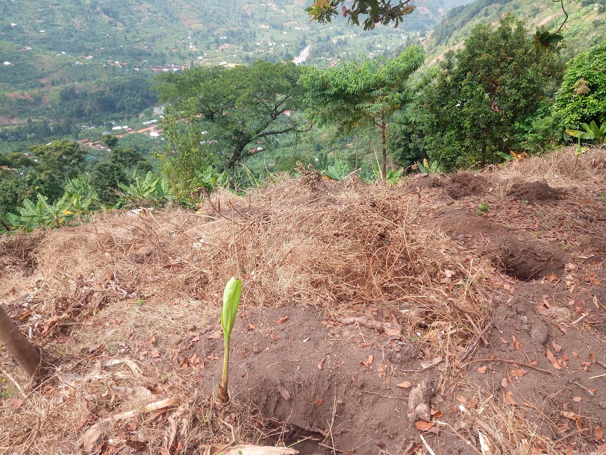 Young seedling planted on a freshly dug hillside overlooking the valley