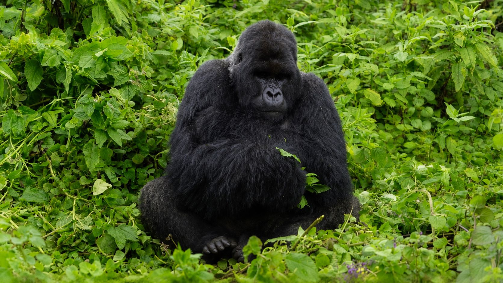 Mountain gorilla silverback sitting in dense green forest vegetation