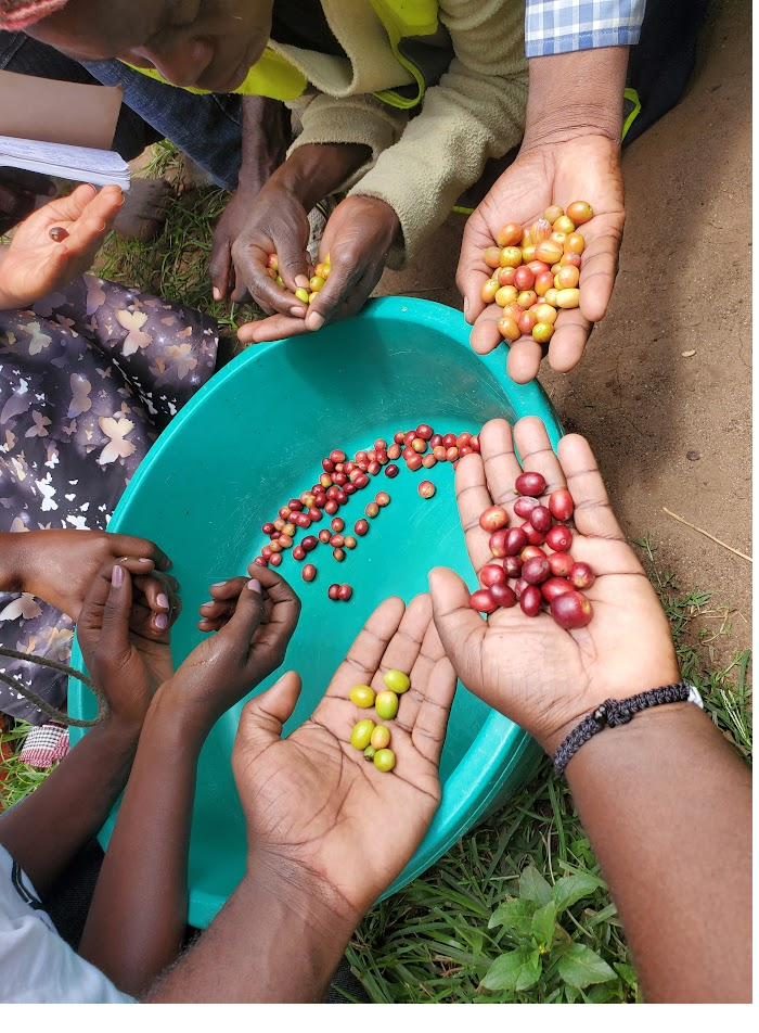 Hands holding coffee cherries at different stages of ripeness