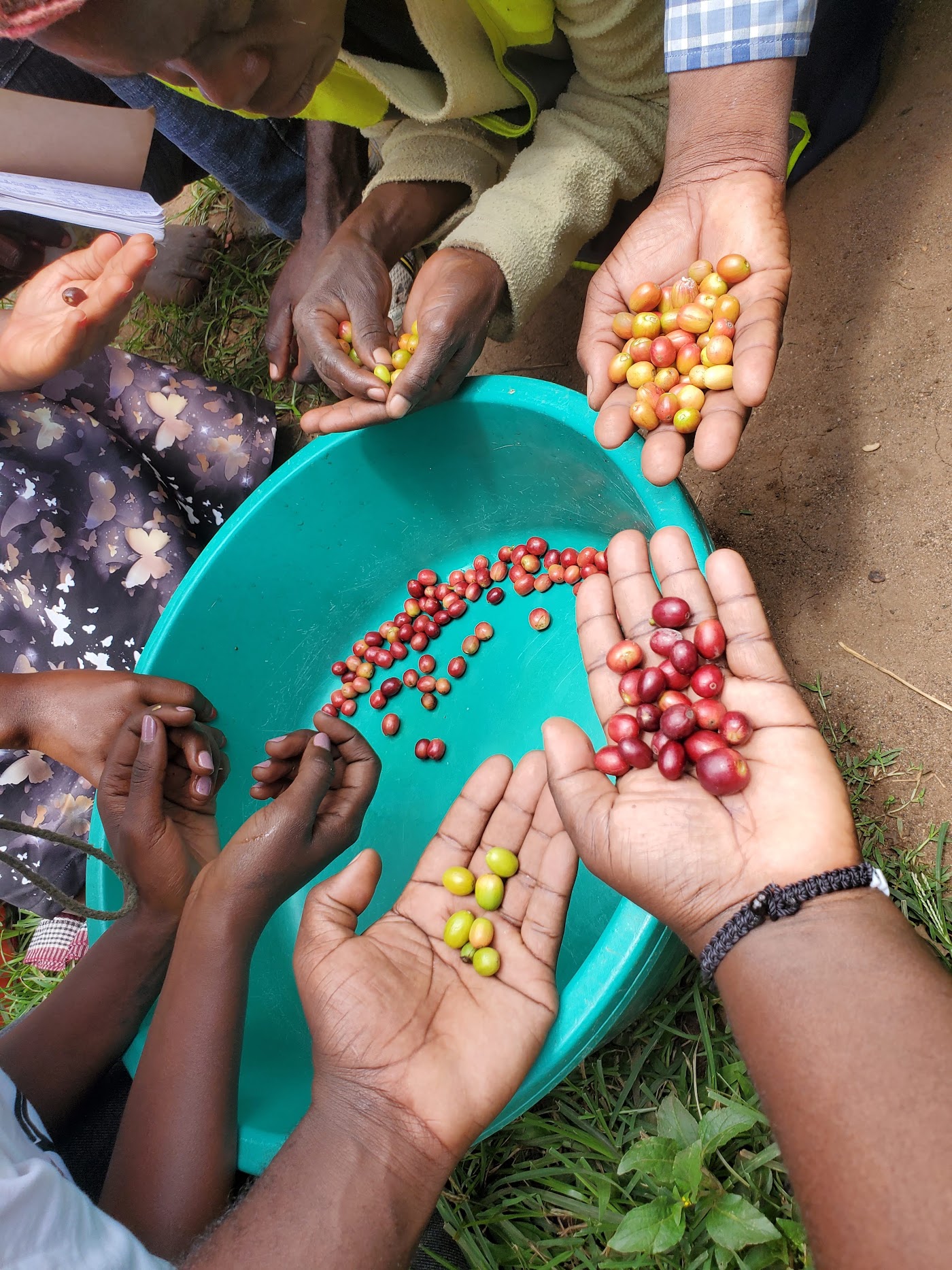 Farmers' hands each holding coffee cherries at different ripeness stages over a sorting basin