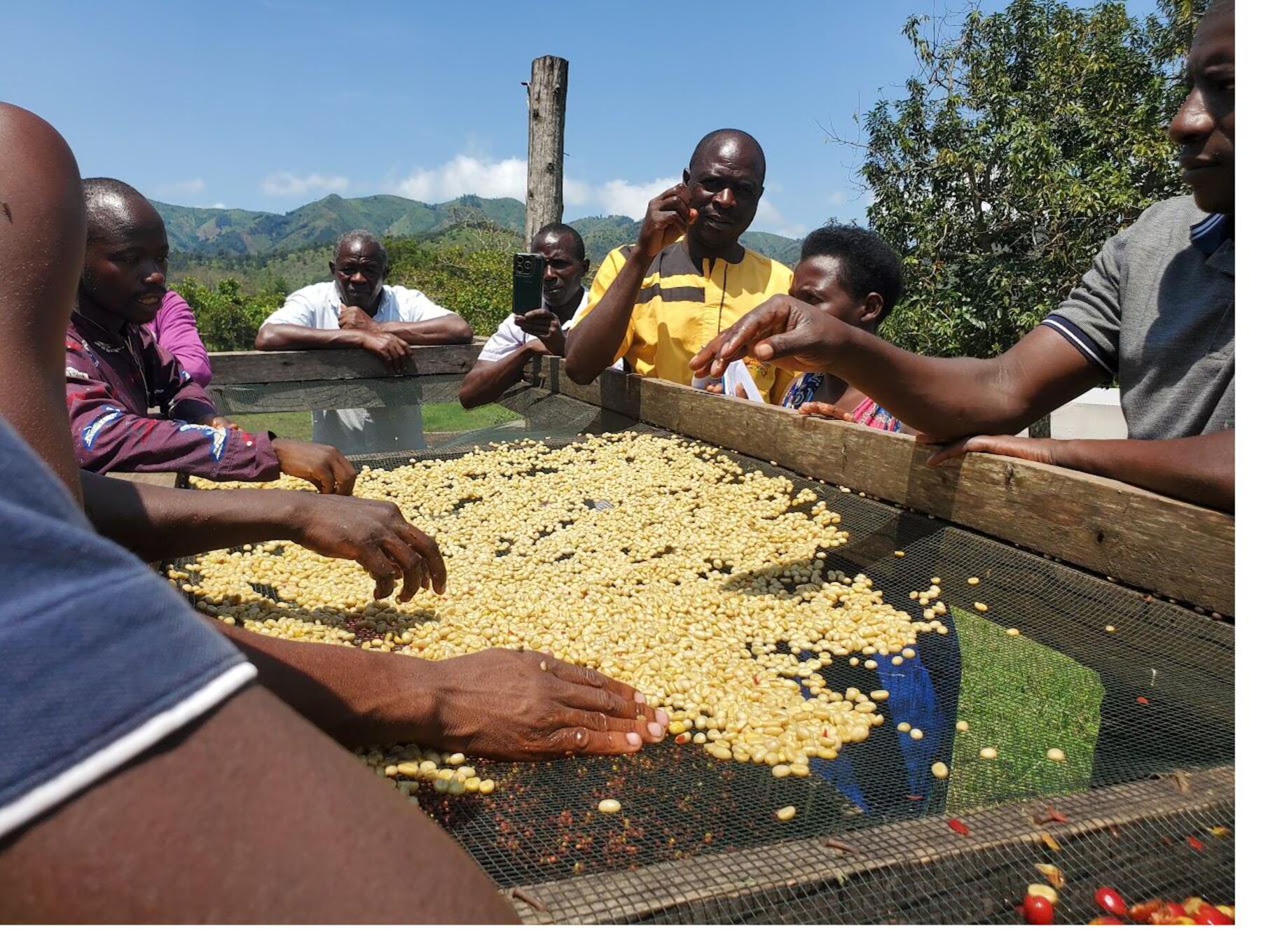 Farmers sorting coffee cherries on raised beds with Ugandan mountains behind