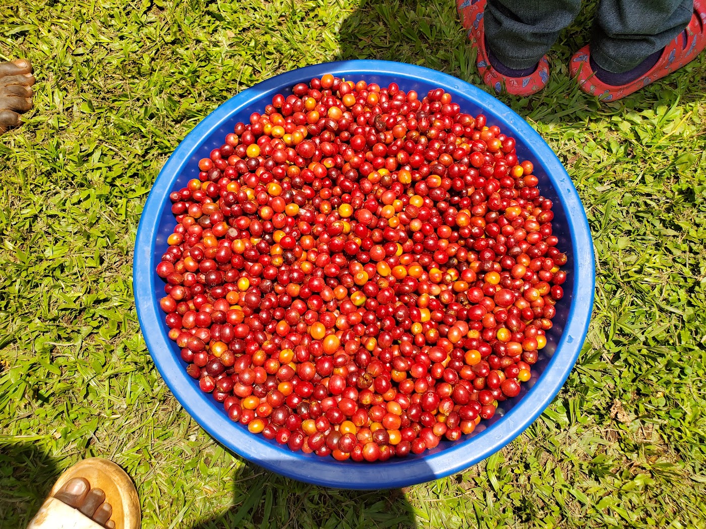 Basin of ripe red coffee cherries