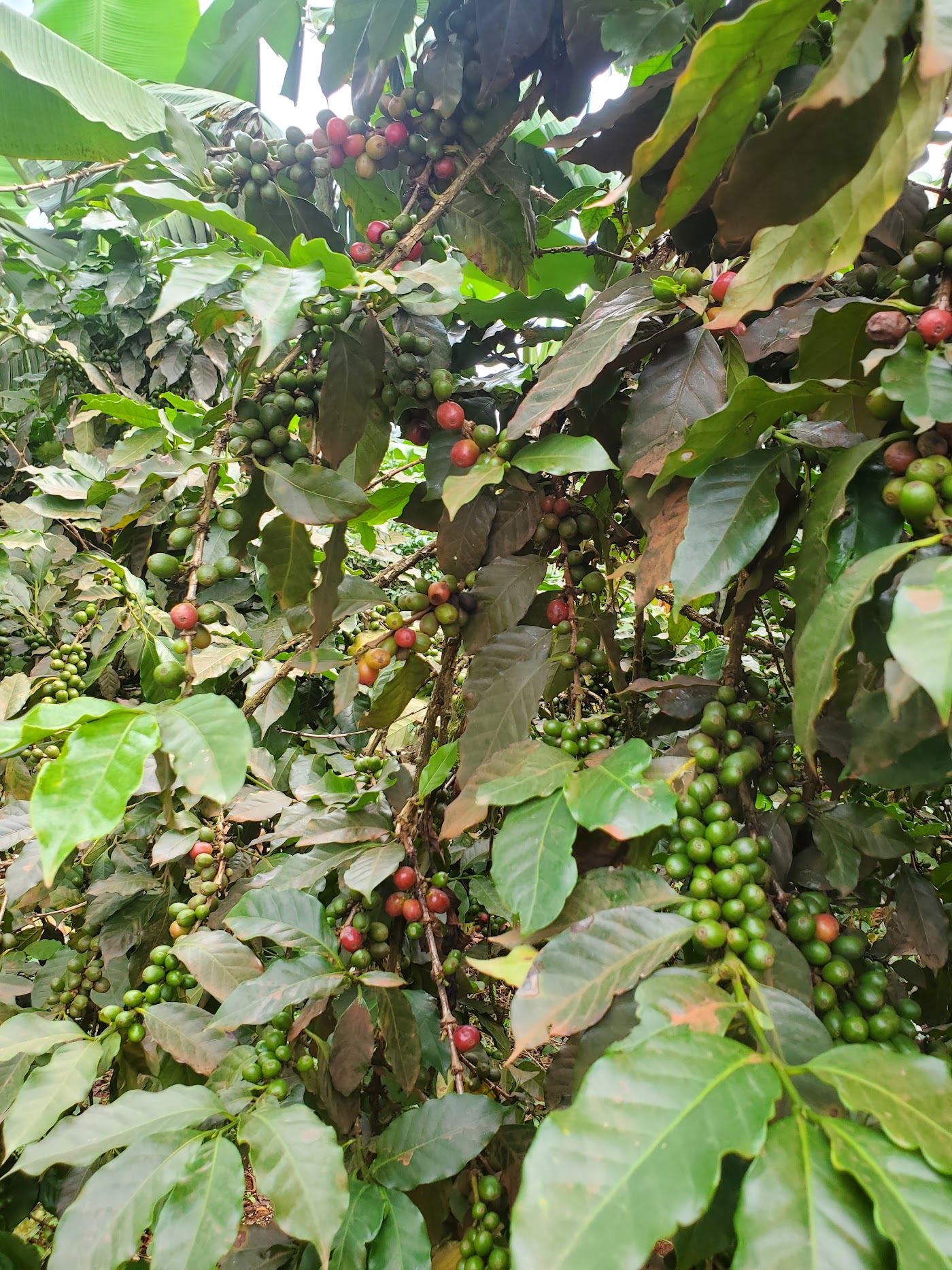 Robusta coffee tree with cherries ripening from green to red under banana shade