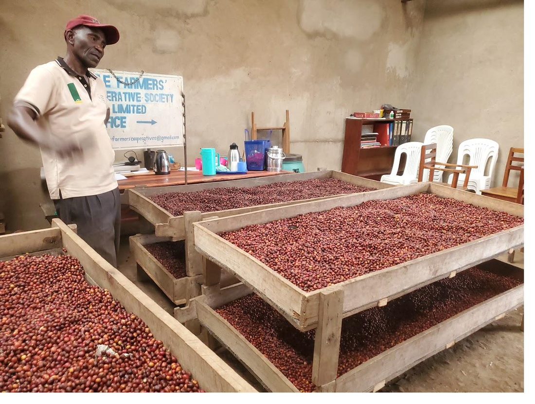 Coffee cherries drying at a Ugandan farmers cooperative near Lake Victoria
