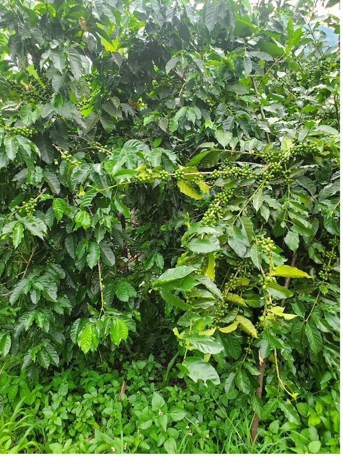 Lush Arabica coffee garden in the Rwenzori foothills