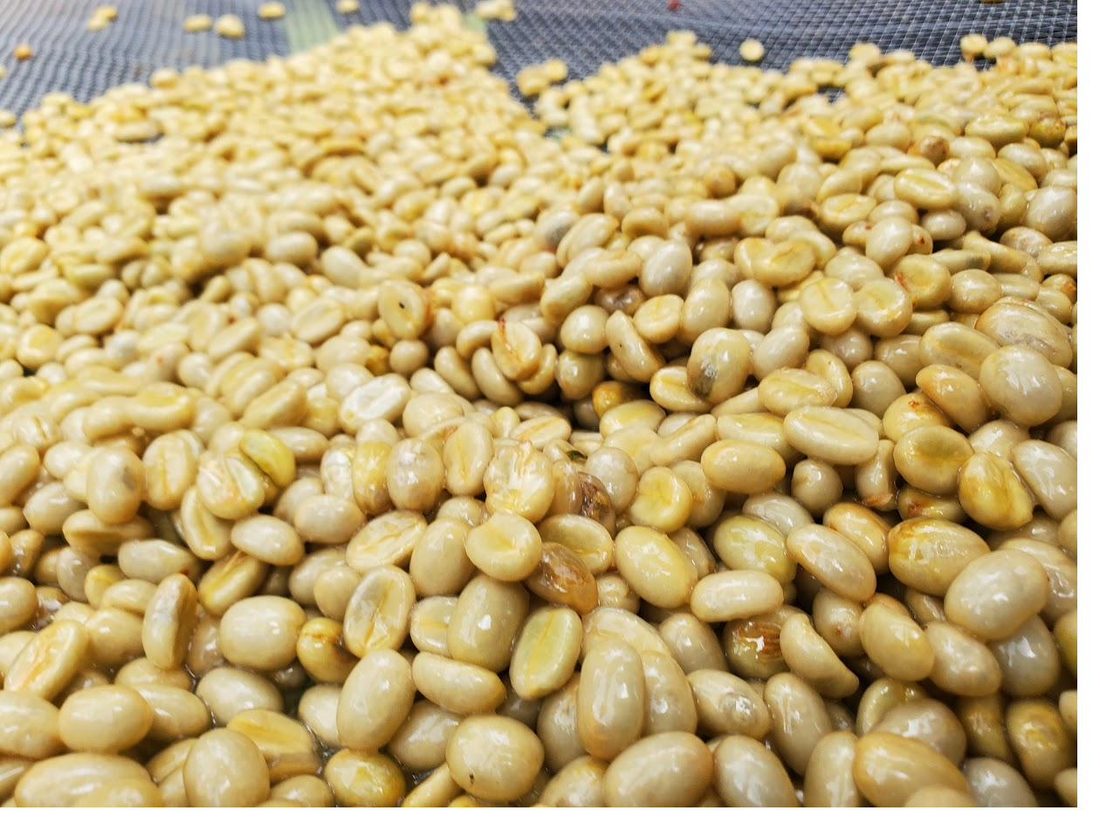 Washed coffee beans glistening on a raised drying screen
